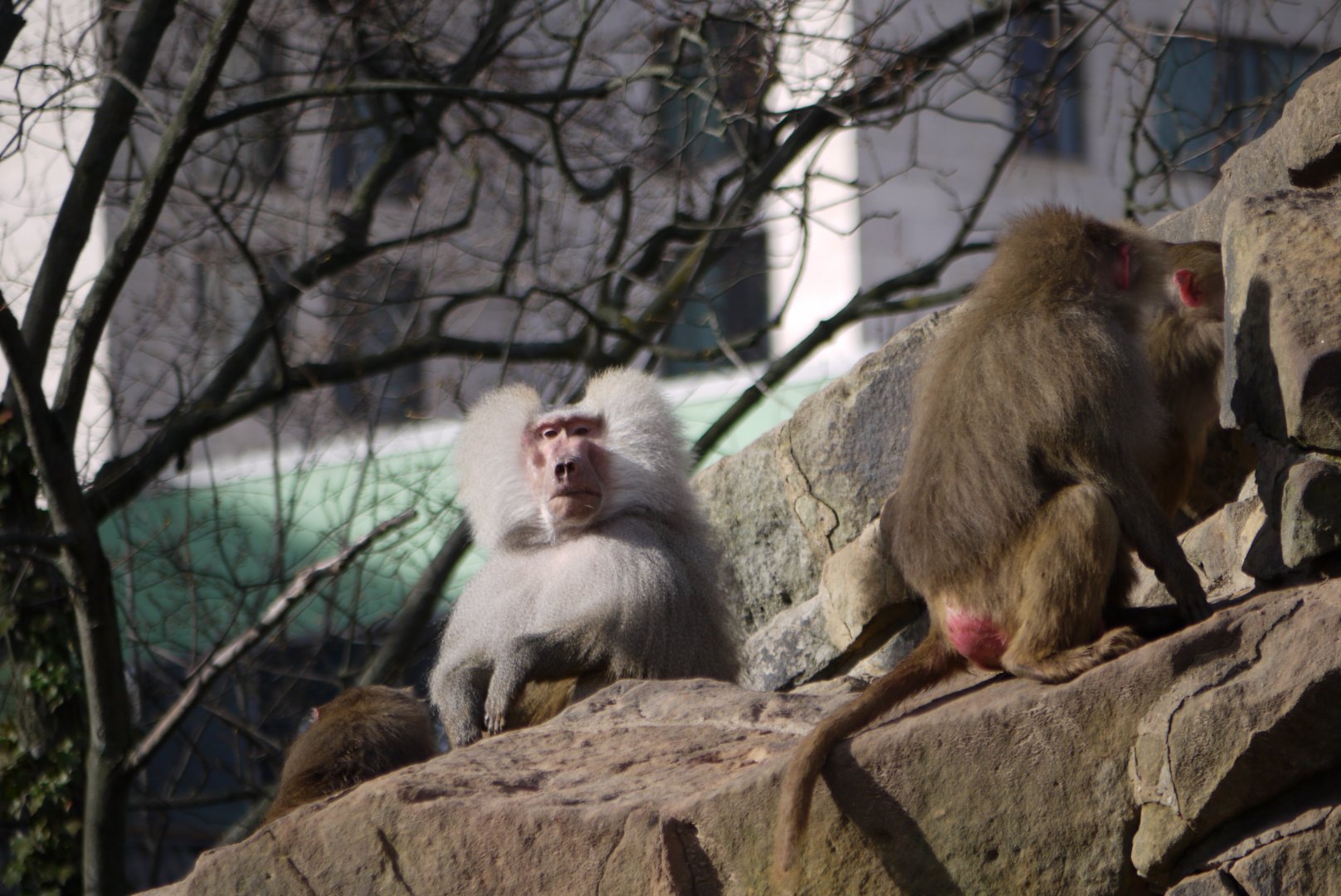 Hamadryas Baboon