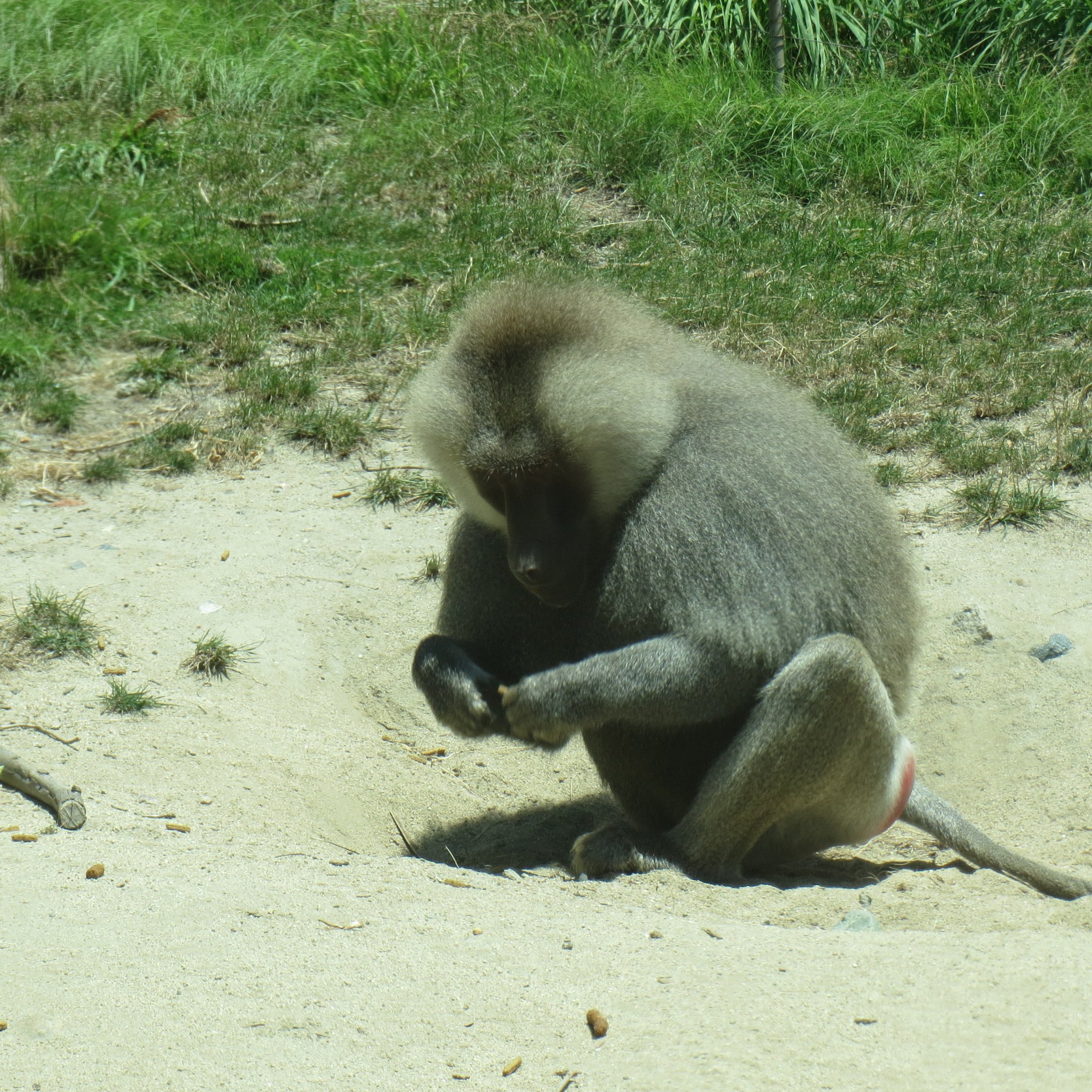 Hamadryas Baboon