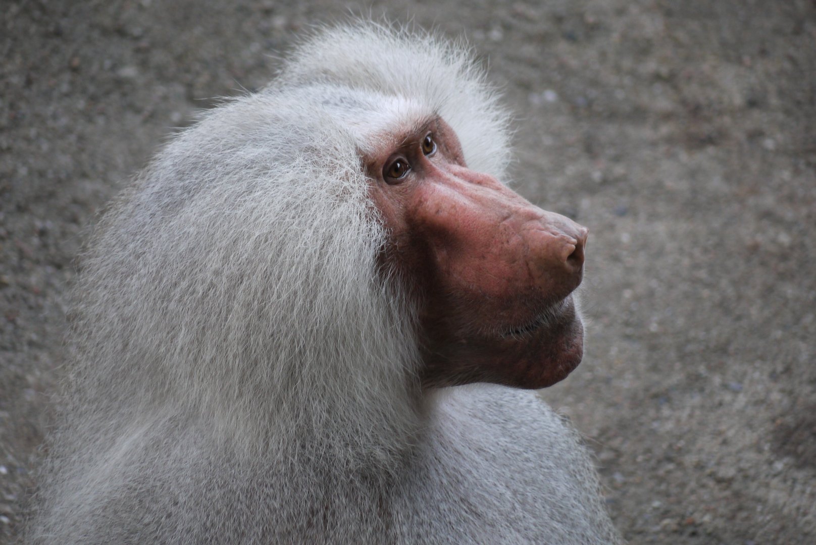 Hamadryas Baboon