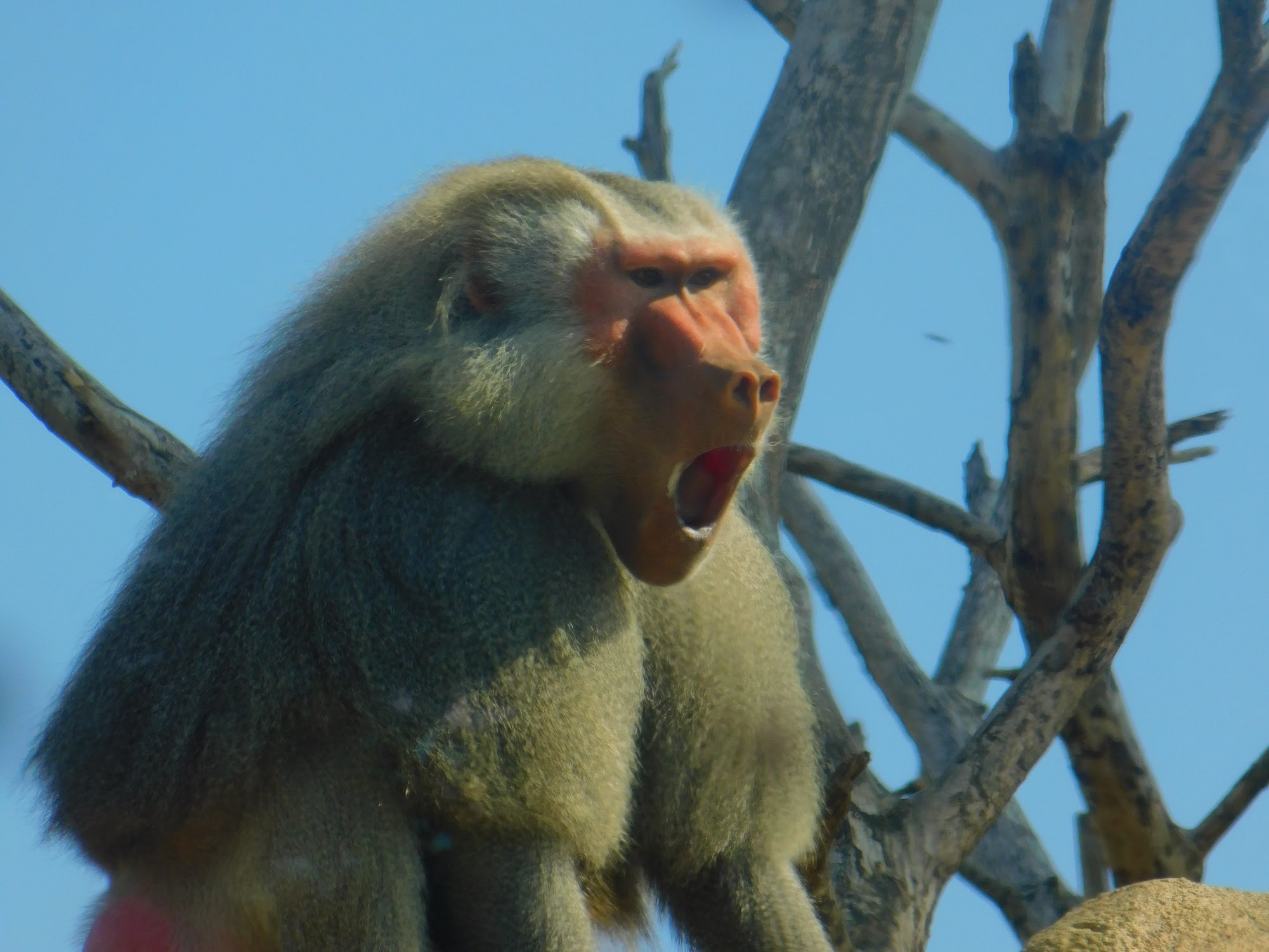 Hamadryas Baboon