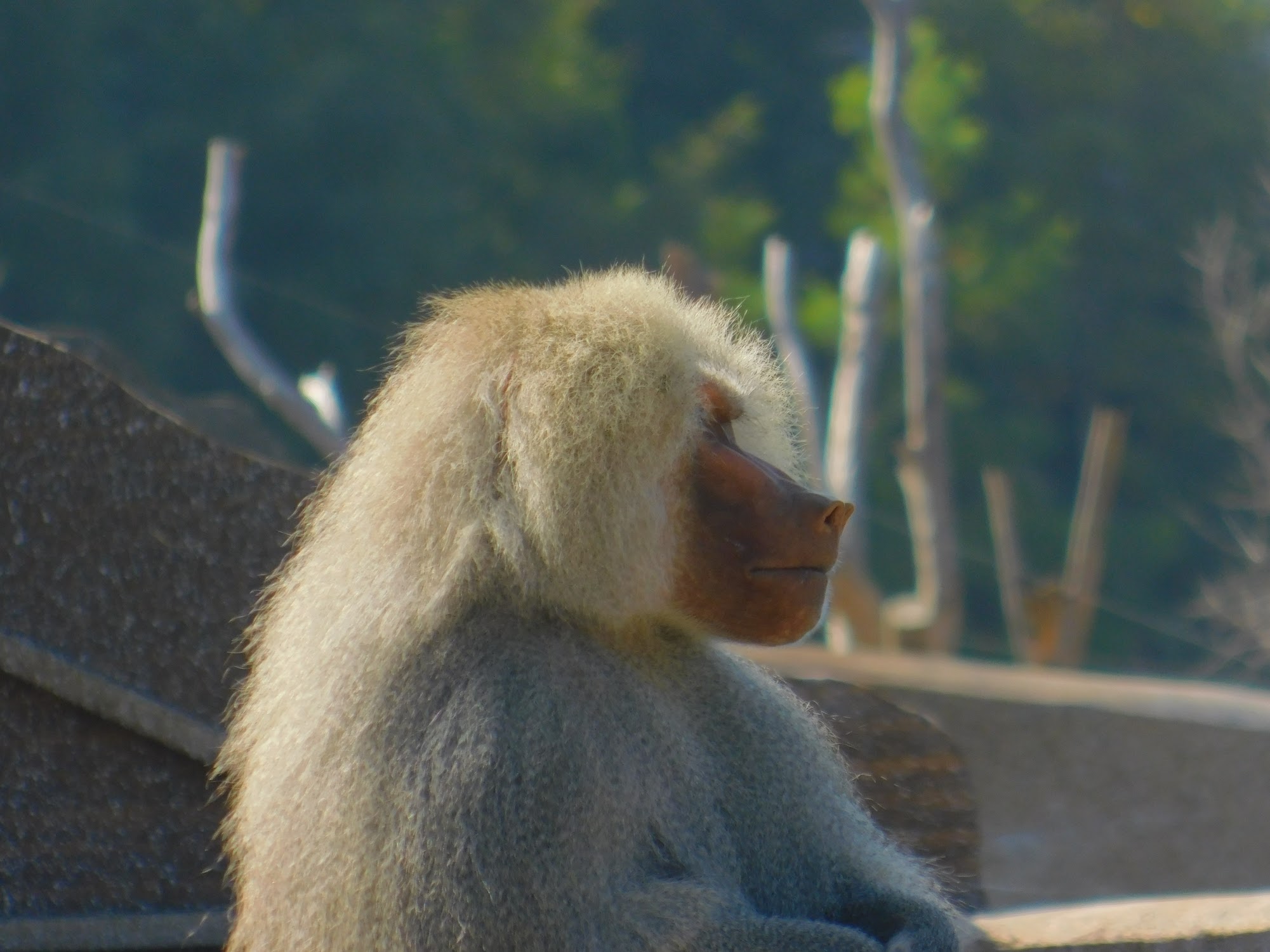 Hamadryas Baboon