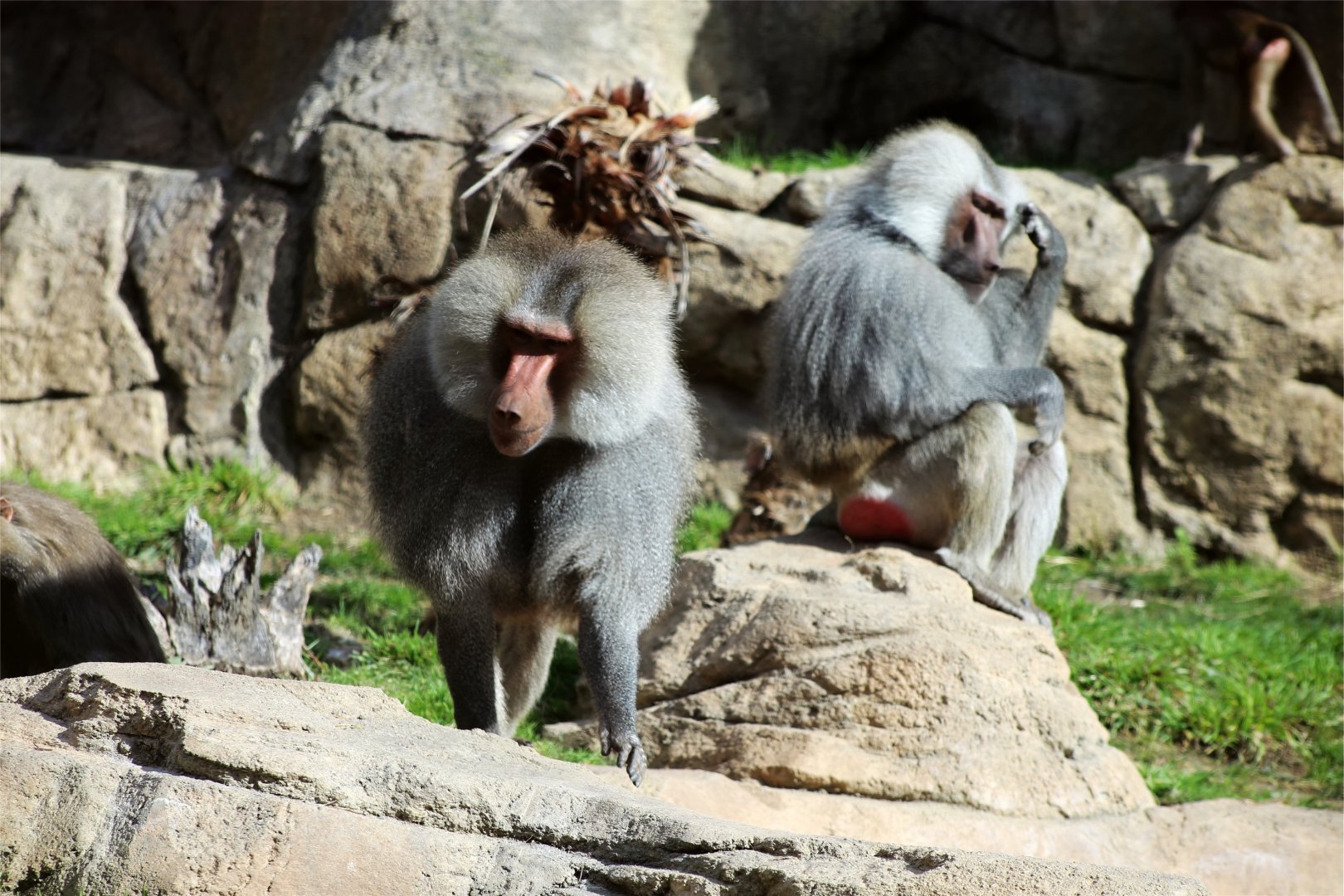 Hamadryas baboon