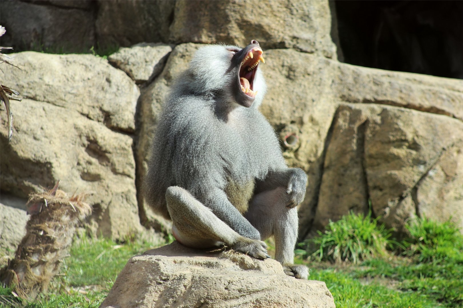 Hamadryas baboon