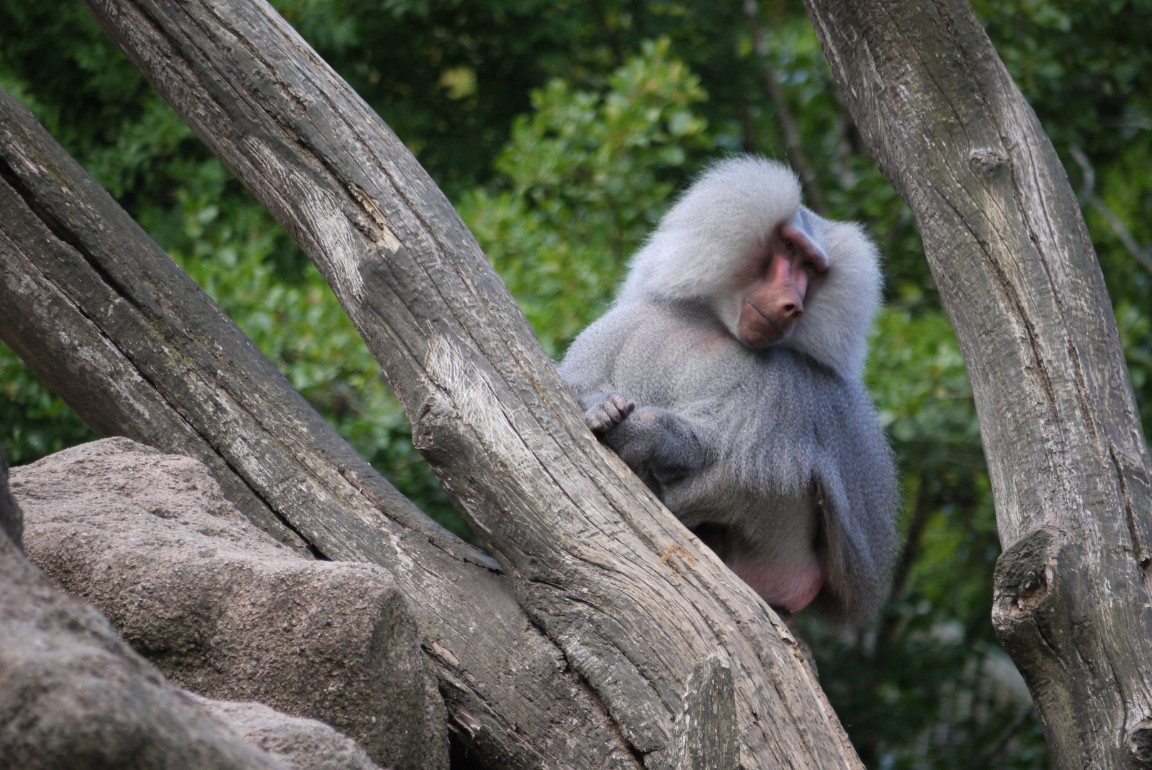 Hamadryas Baboon