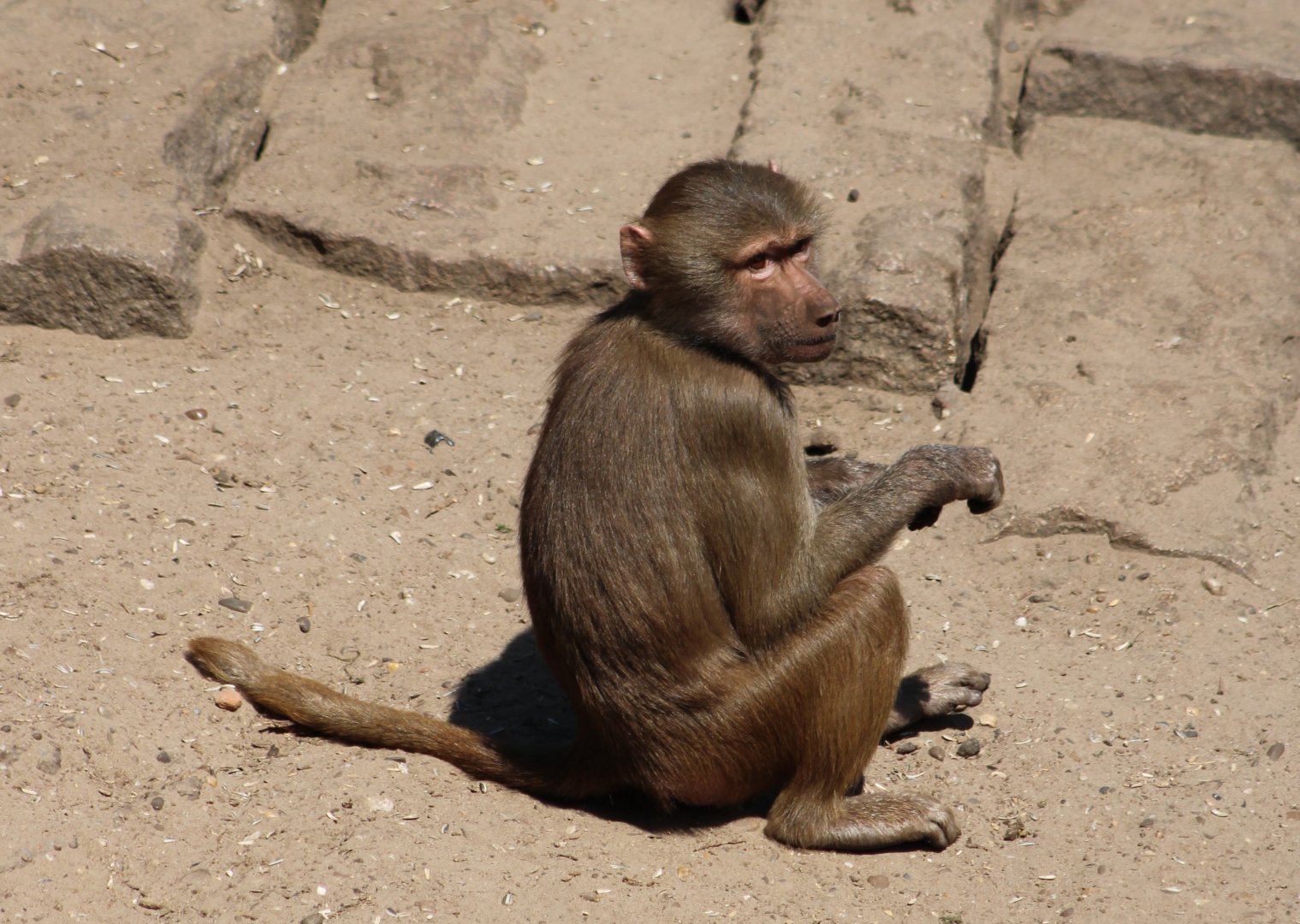 Hamadryas baboon