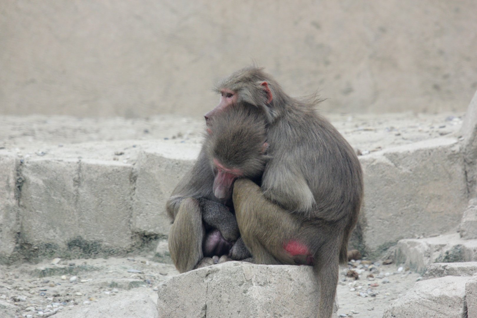 Hamadryas baboon
