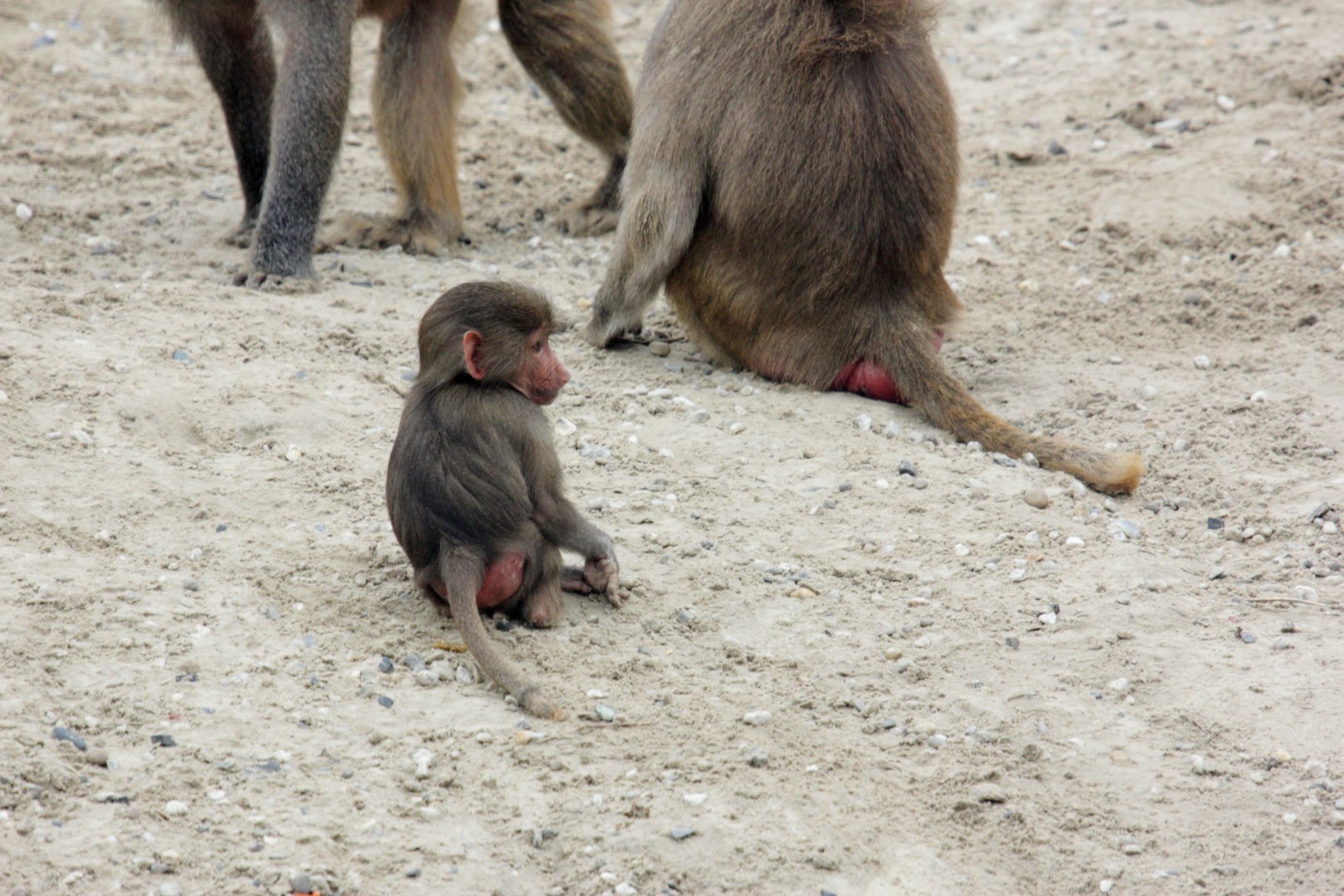 Hamadryas baboon
