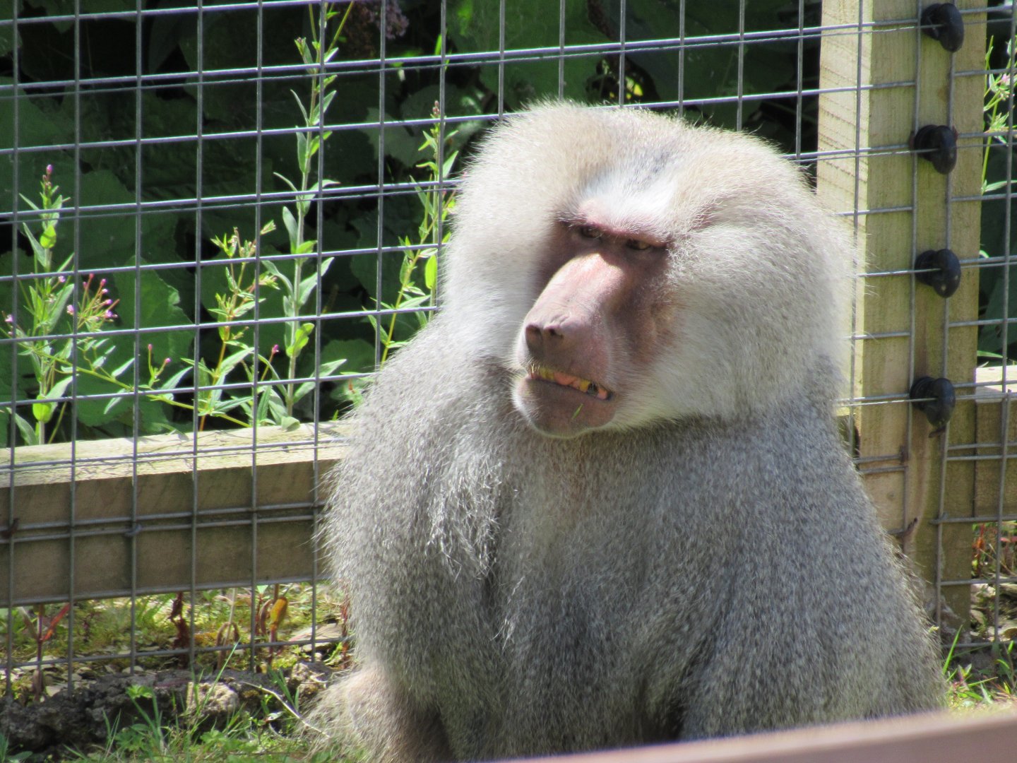 Hamadryas Baboon