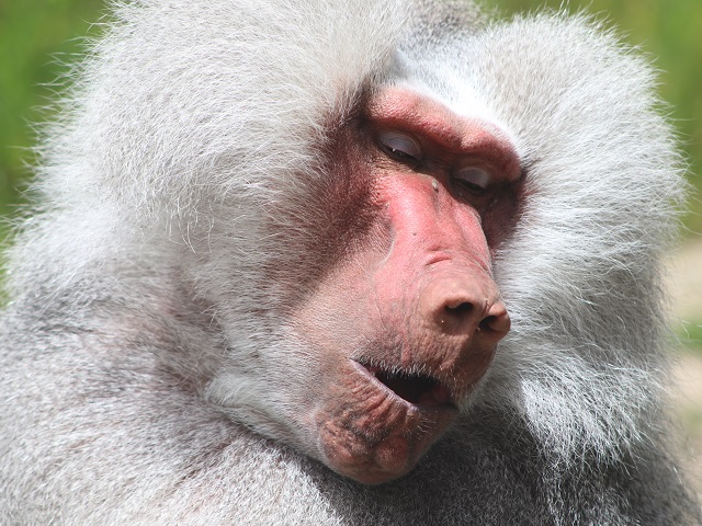 Hamadryas Baboon