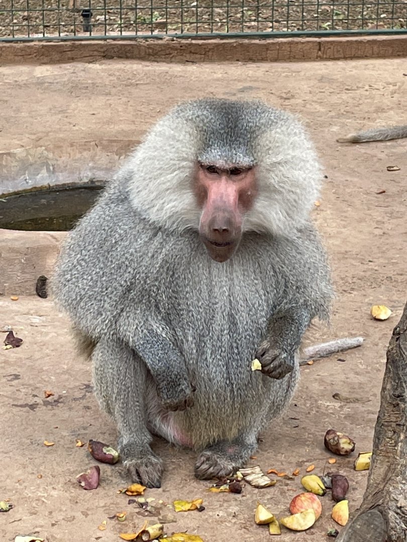 Hamadryas Baboon