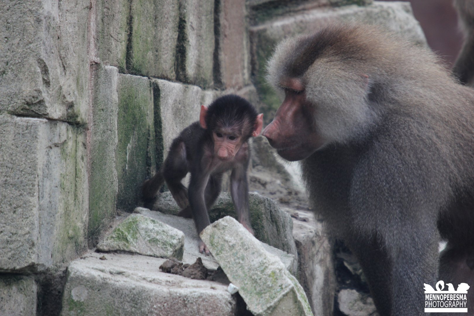 Hamadryas baboon