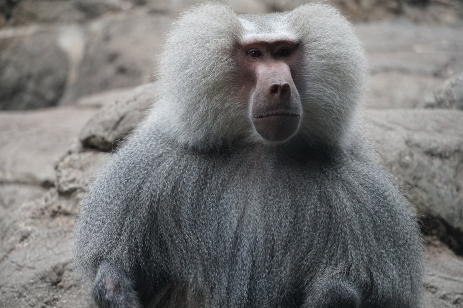 Hamadryas baboon