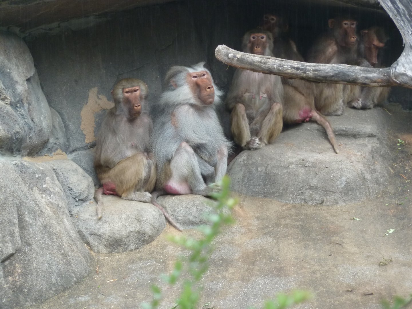 Hamadryas baboon