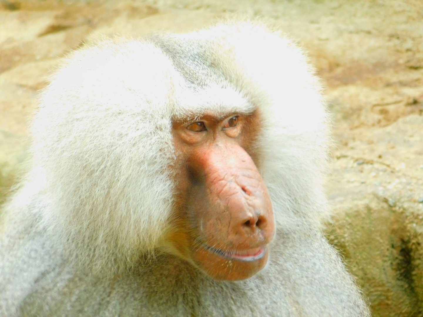 Hamadryas Baboon