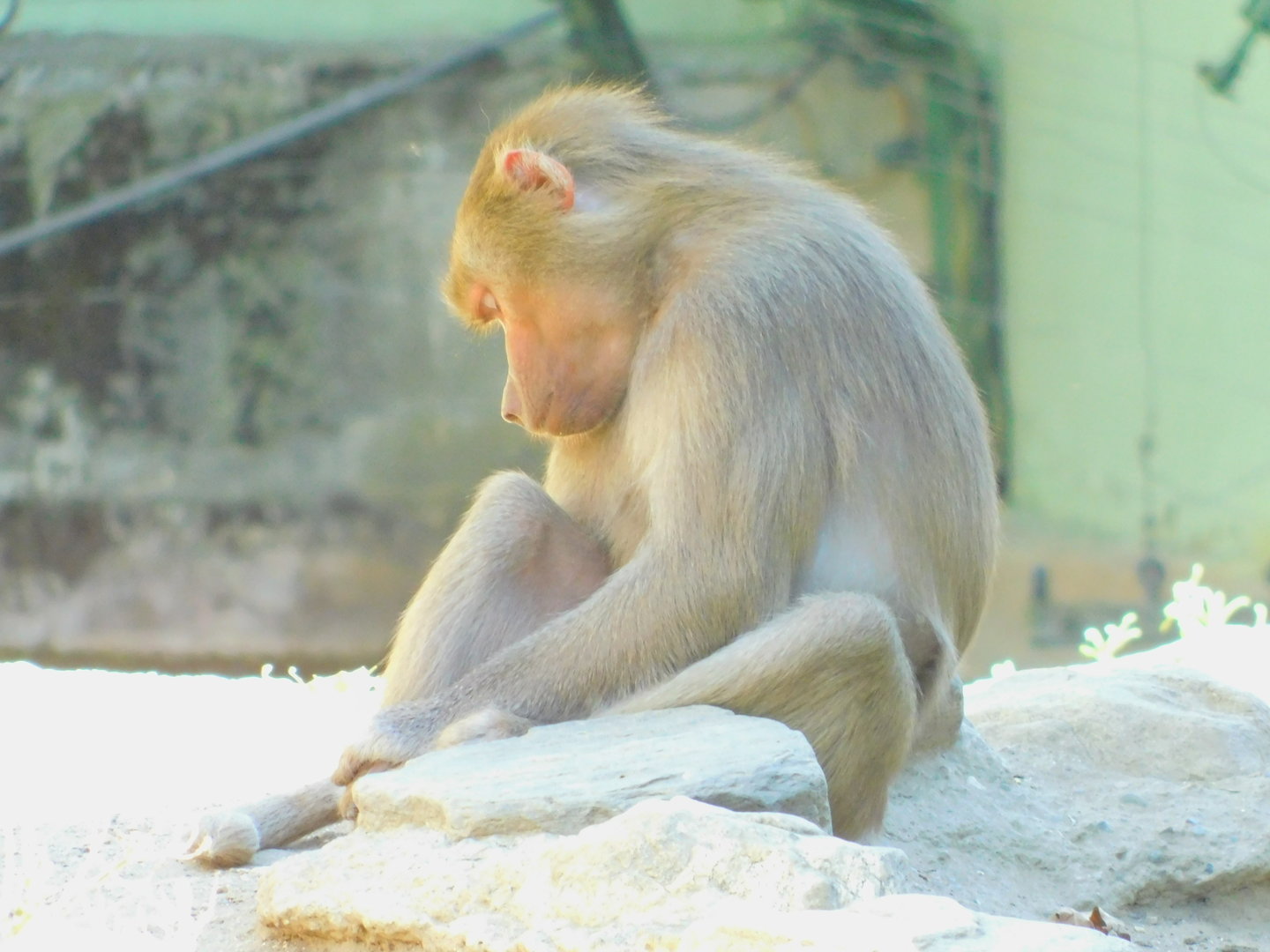 Hamadryas Baboon