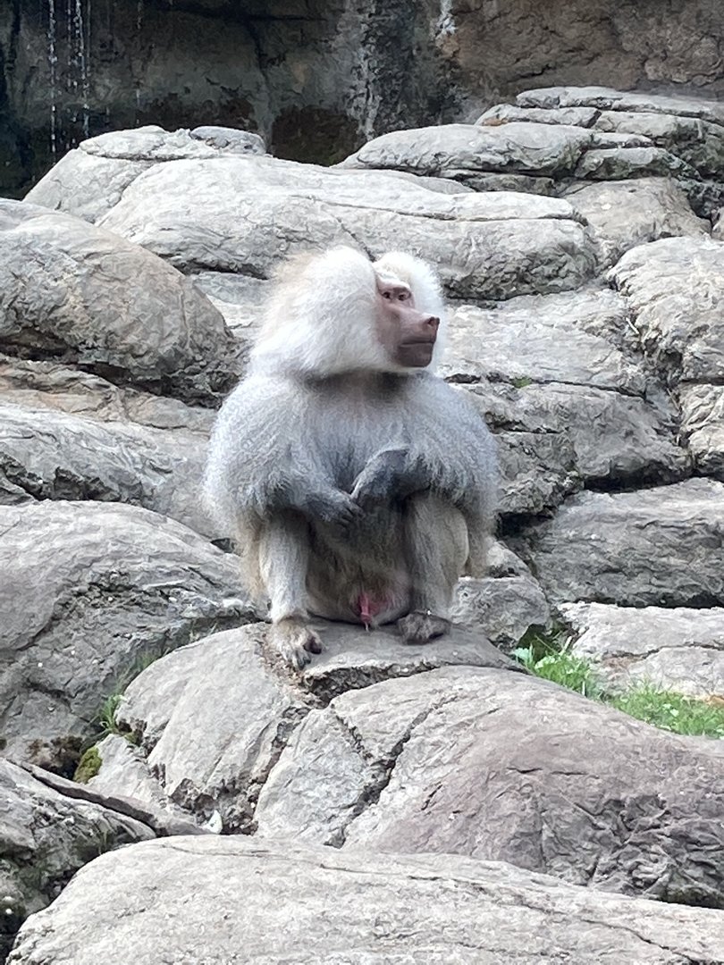 Hamadryas Baboon