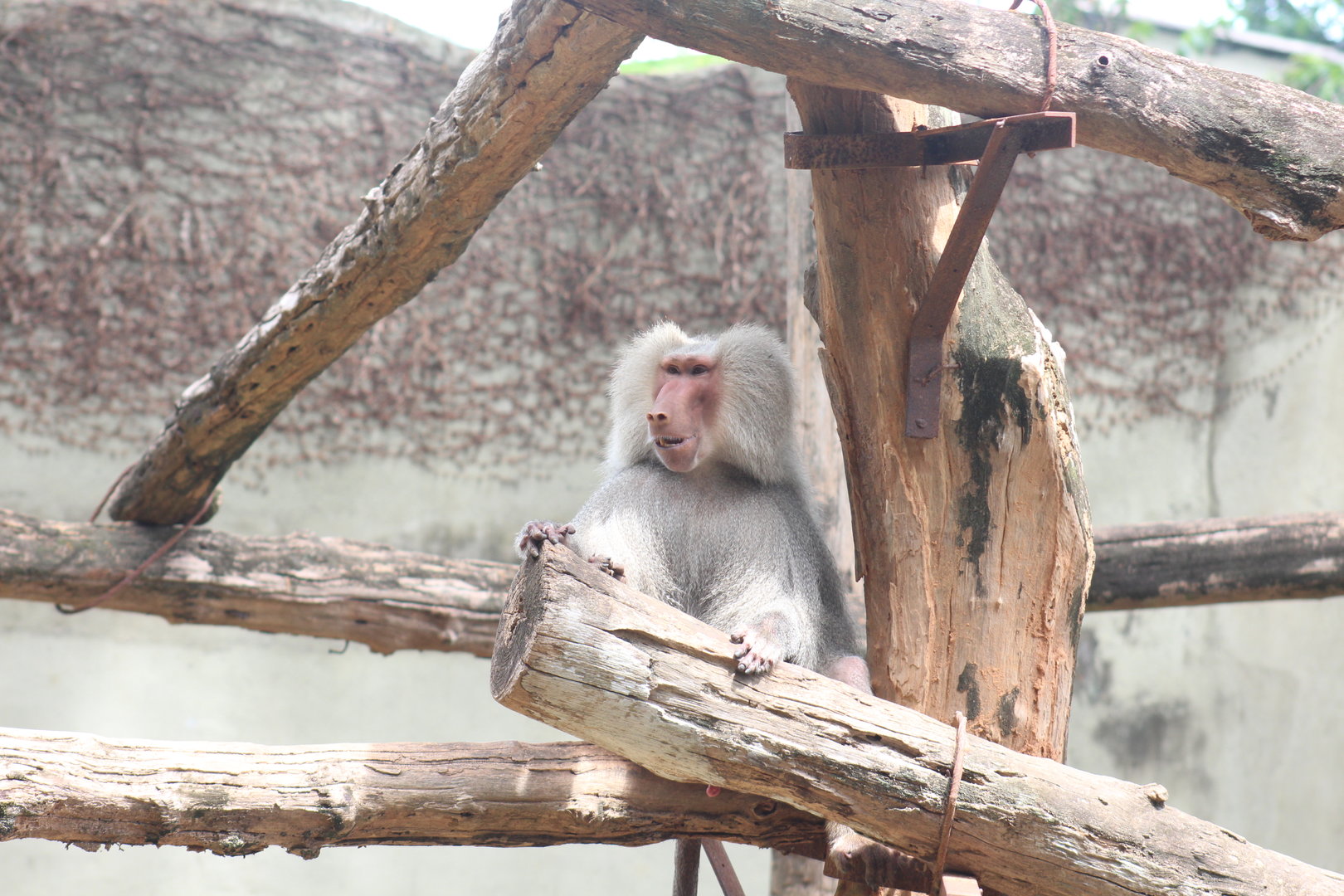 Hamadryas baboon