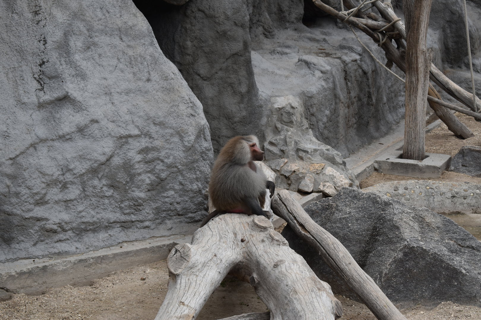 Hamadryas baboon