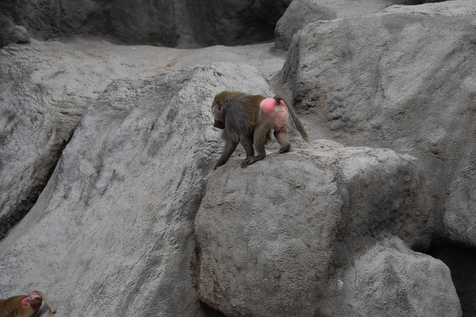 Hamadryas baboon