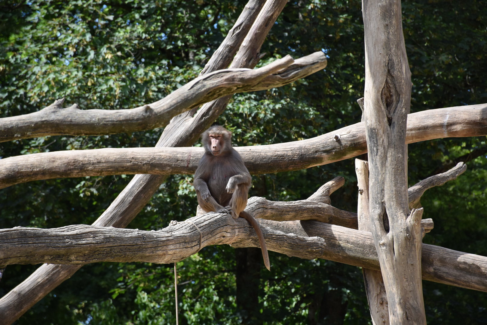 Hamadryas baboon