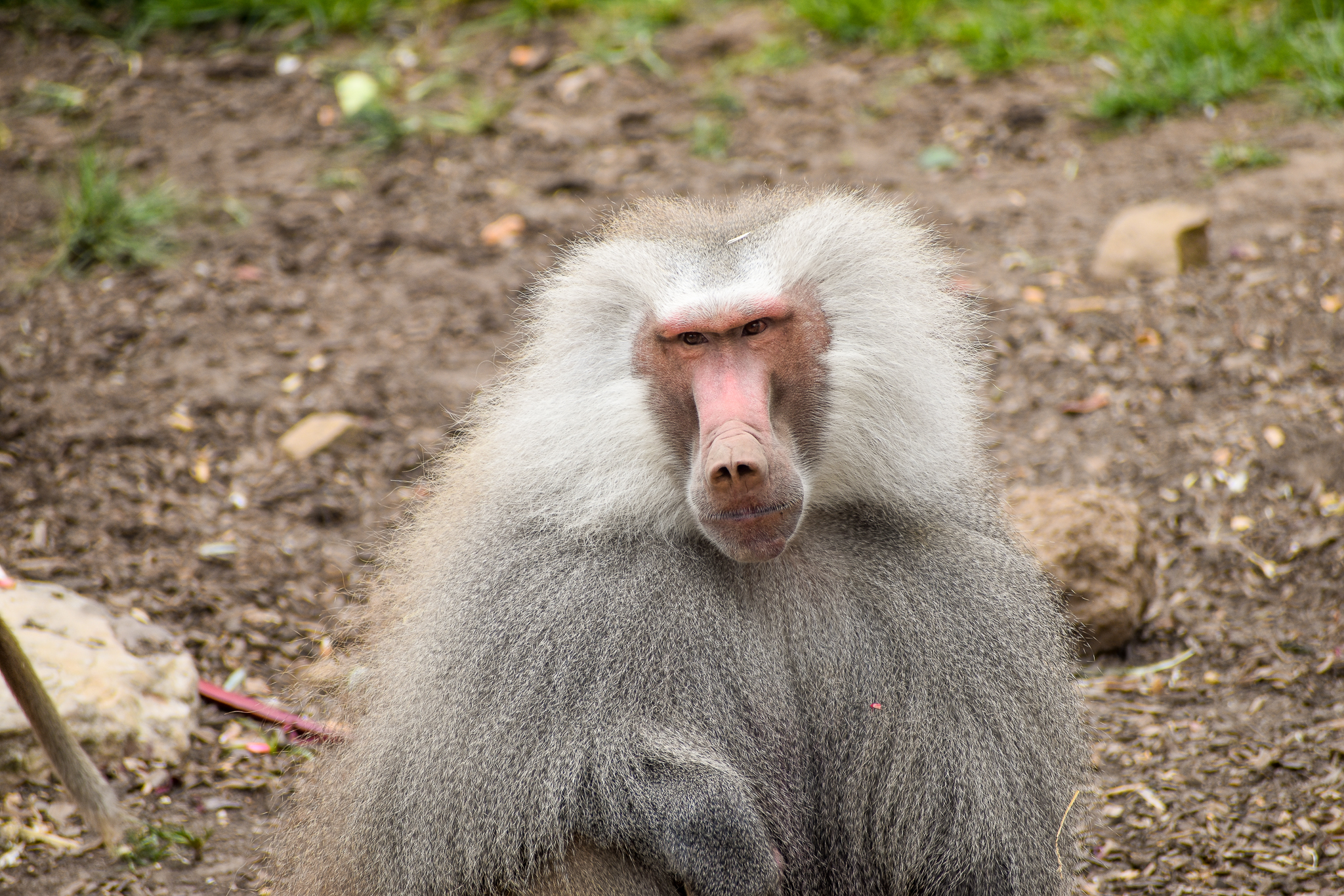 Hamadryas Baboon