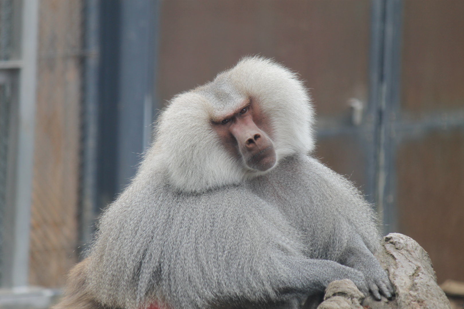 Hamadryas Baboon