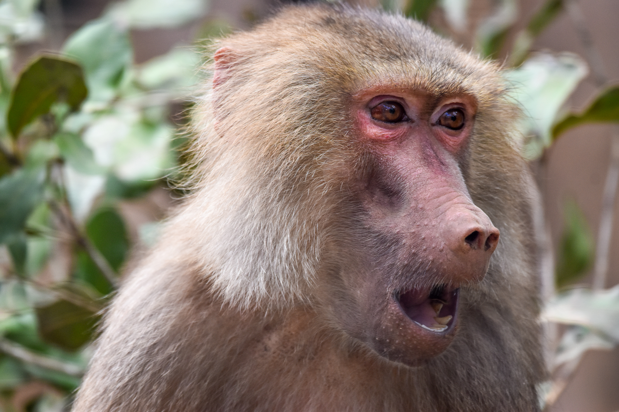 Hamadryas Baboon