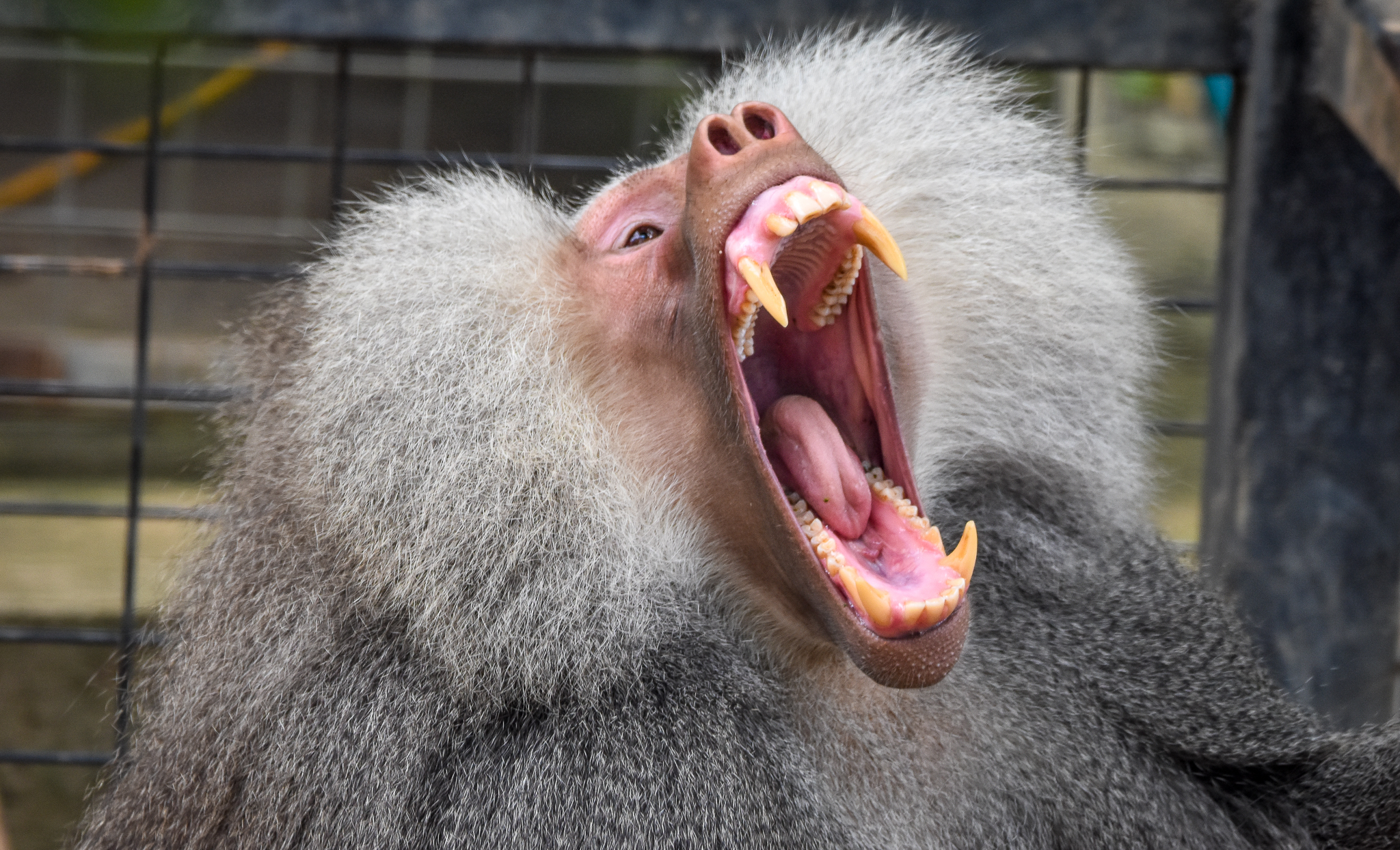 Hamadryas Baboon