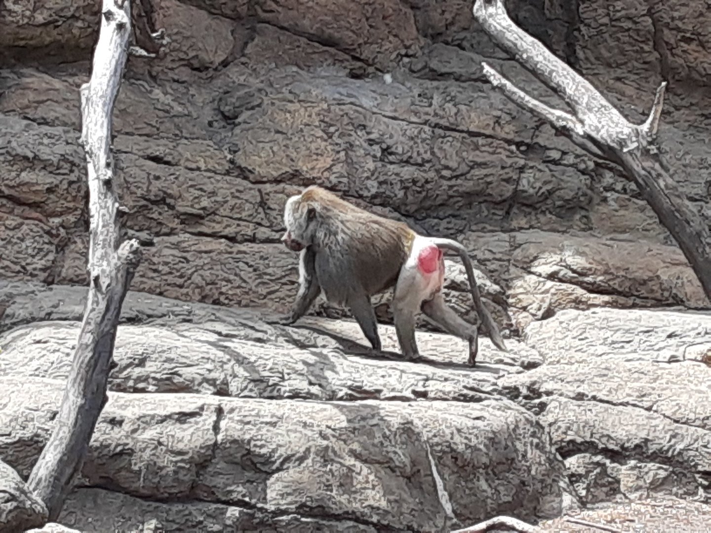 Hamadryas Baboon