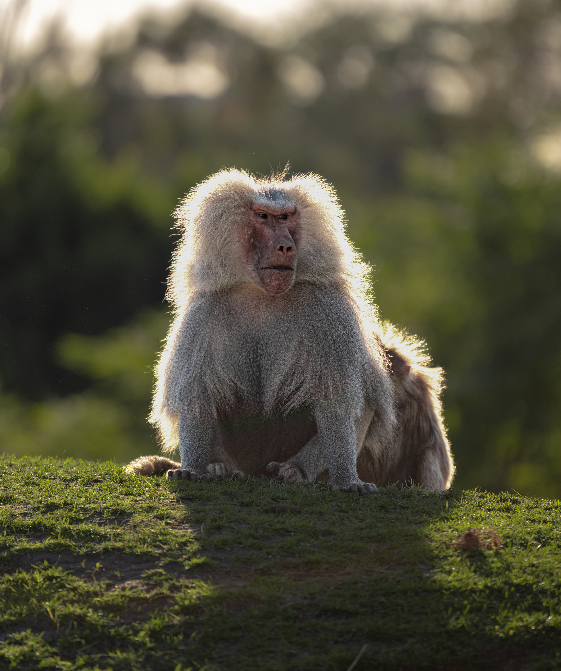 Hamadryas Baboon
