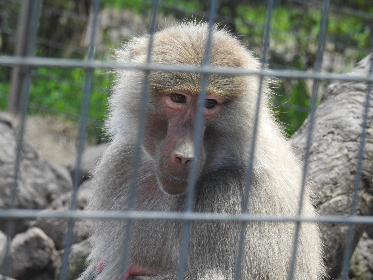Hamadryas Baboon