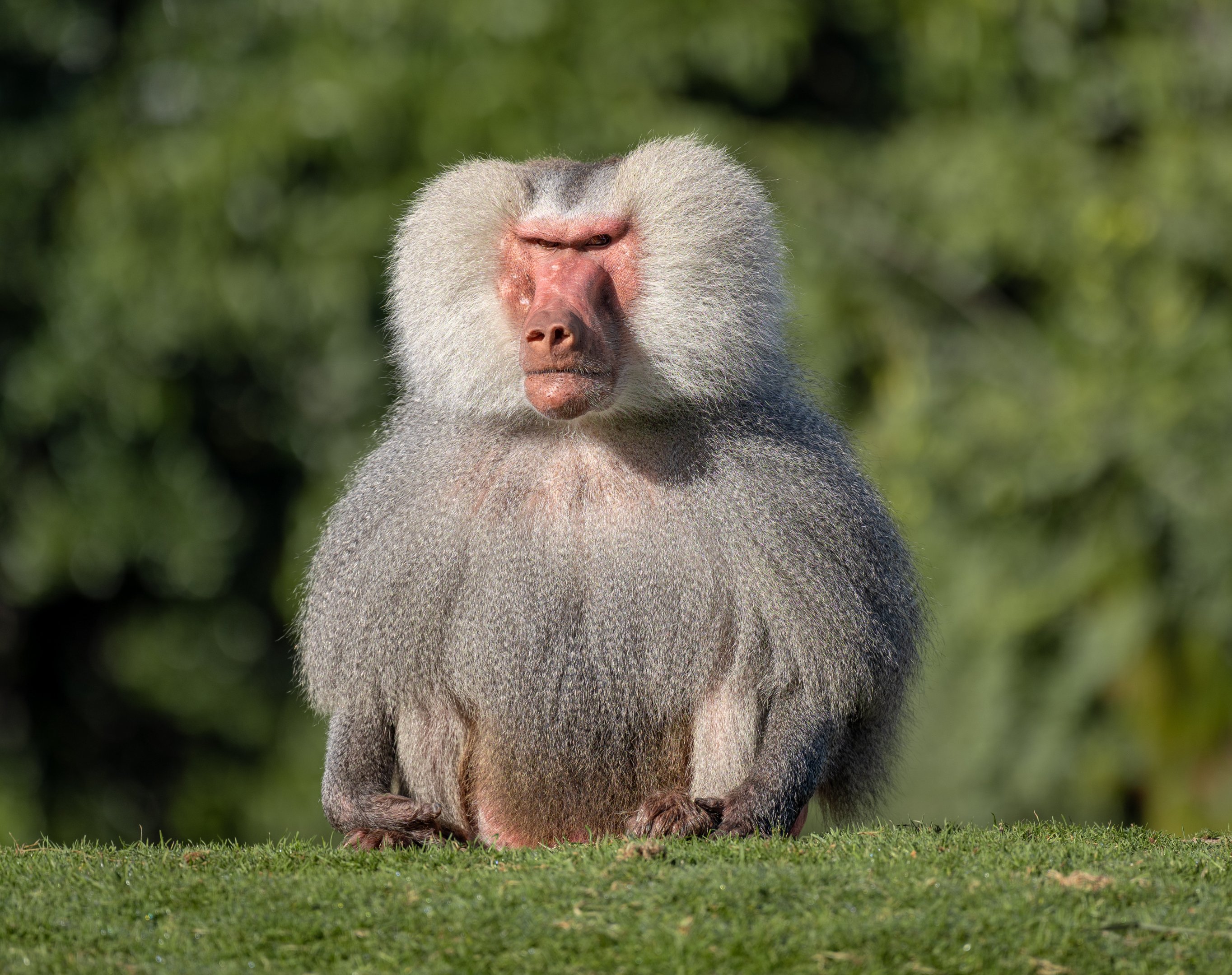 Hamadryas Baboon