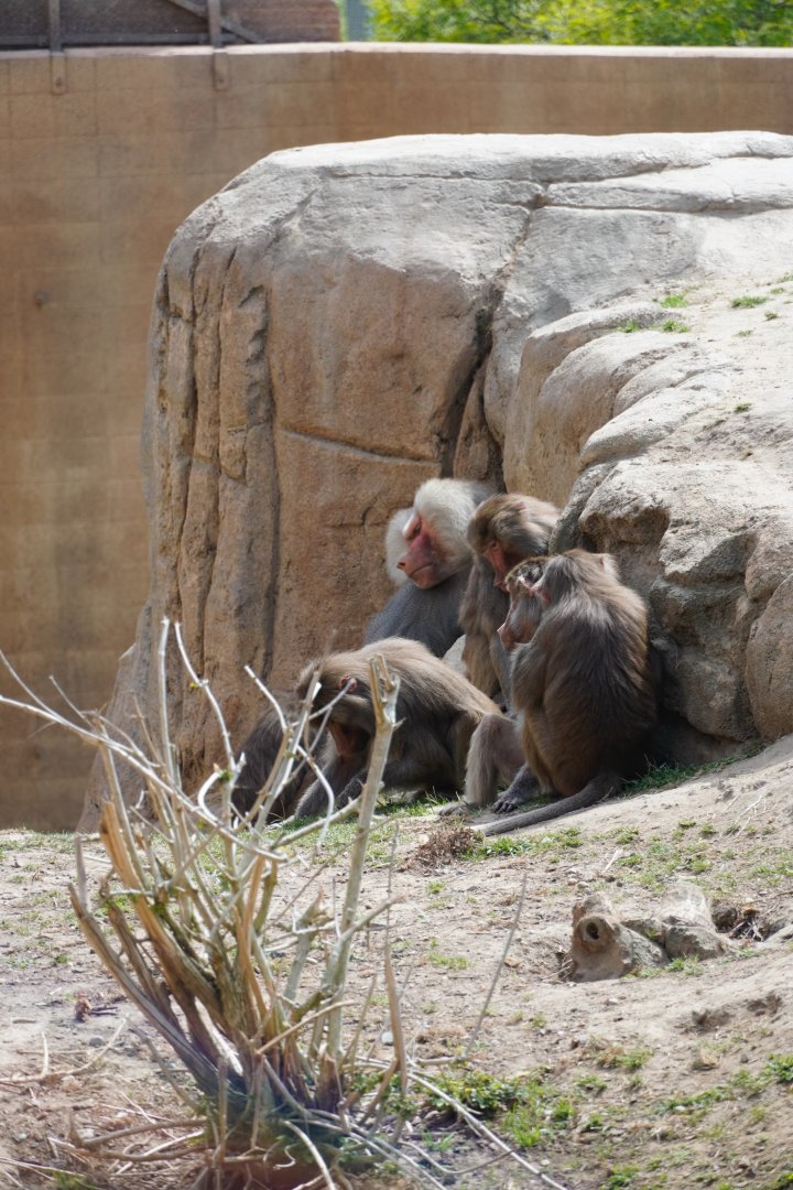 Hamadryas Baboon