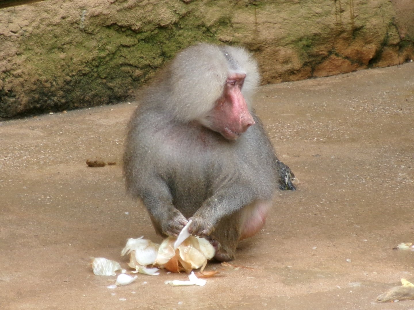 Hamadryas baboon