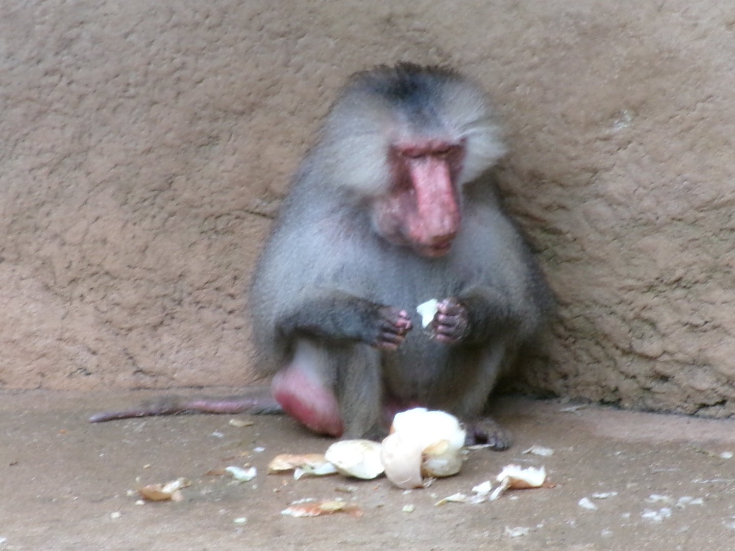 Hamadryas baboon