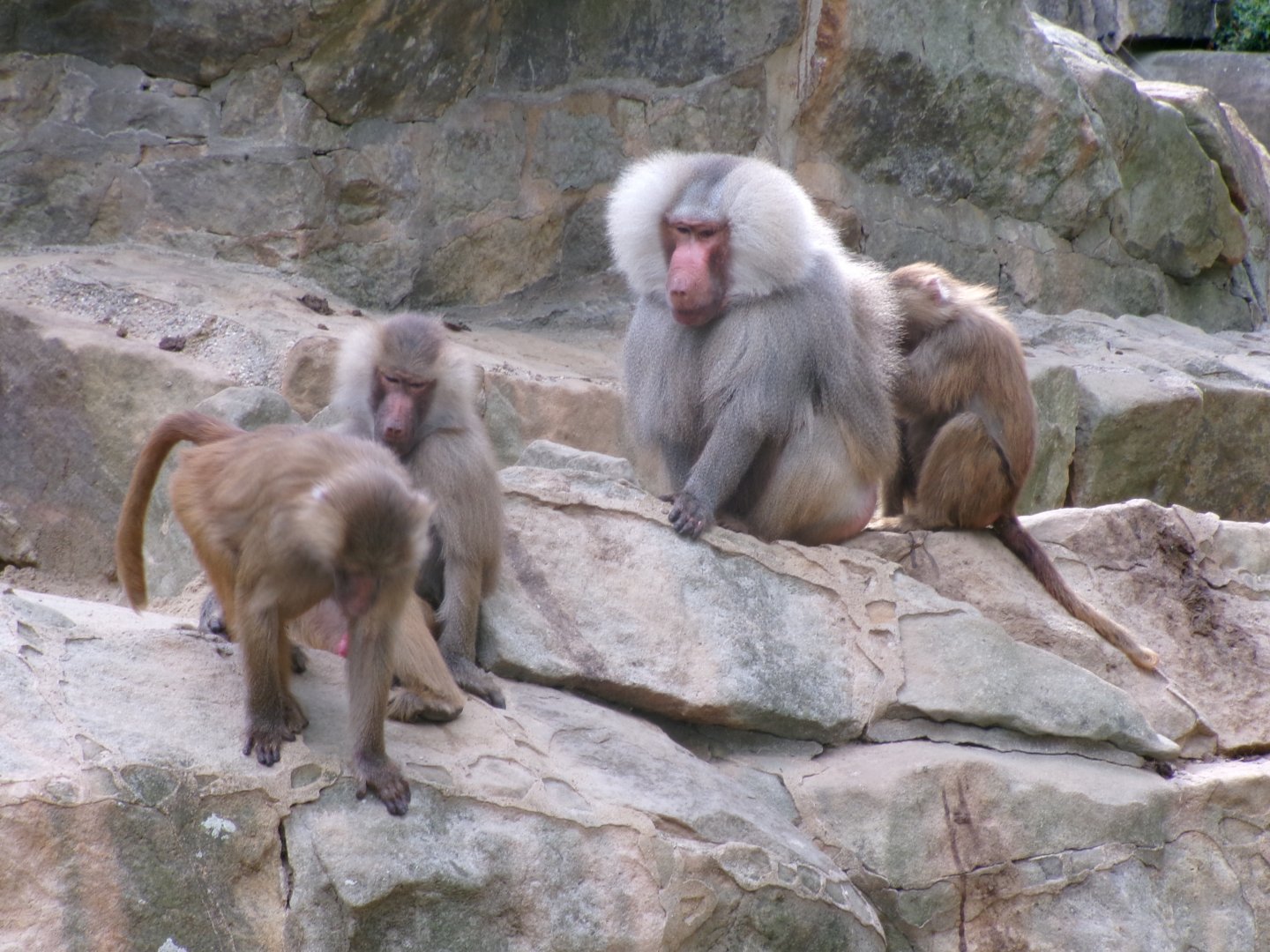 Hamadryas baboon