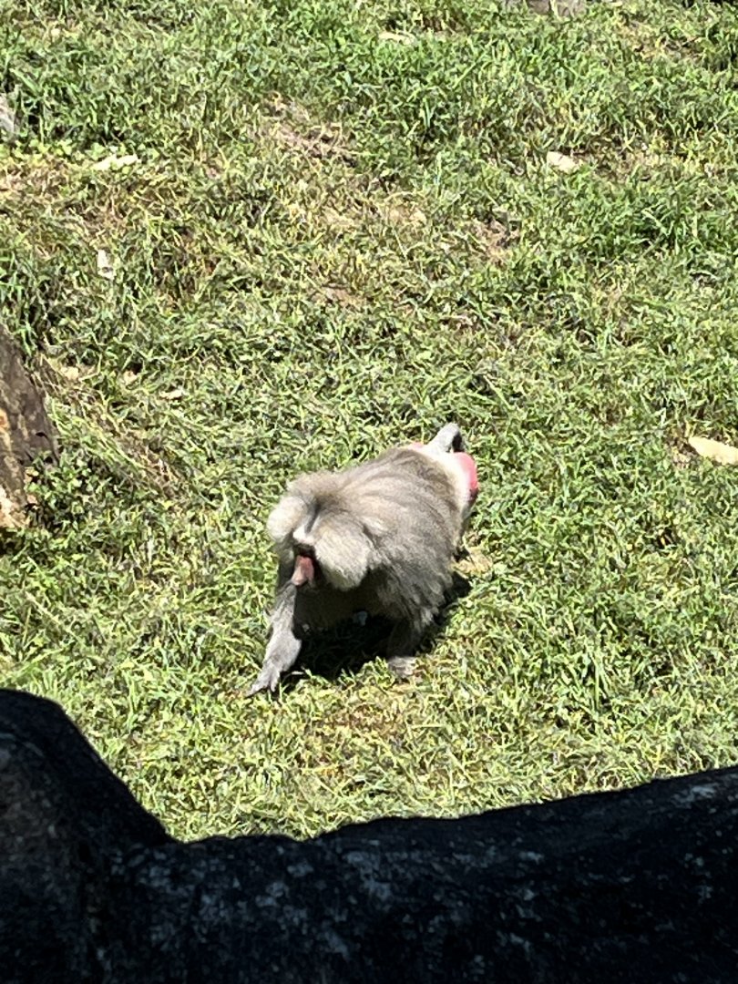 Hamadryas Baboon
