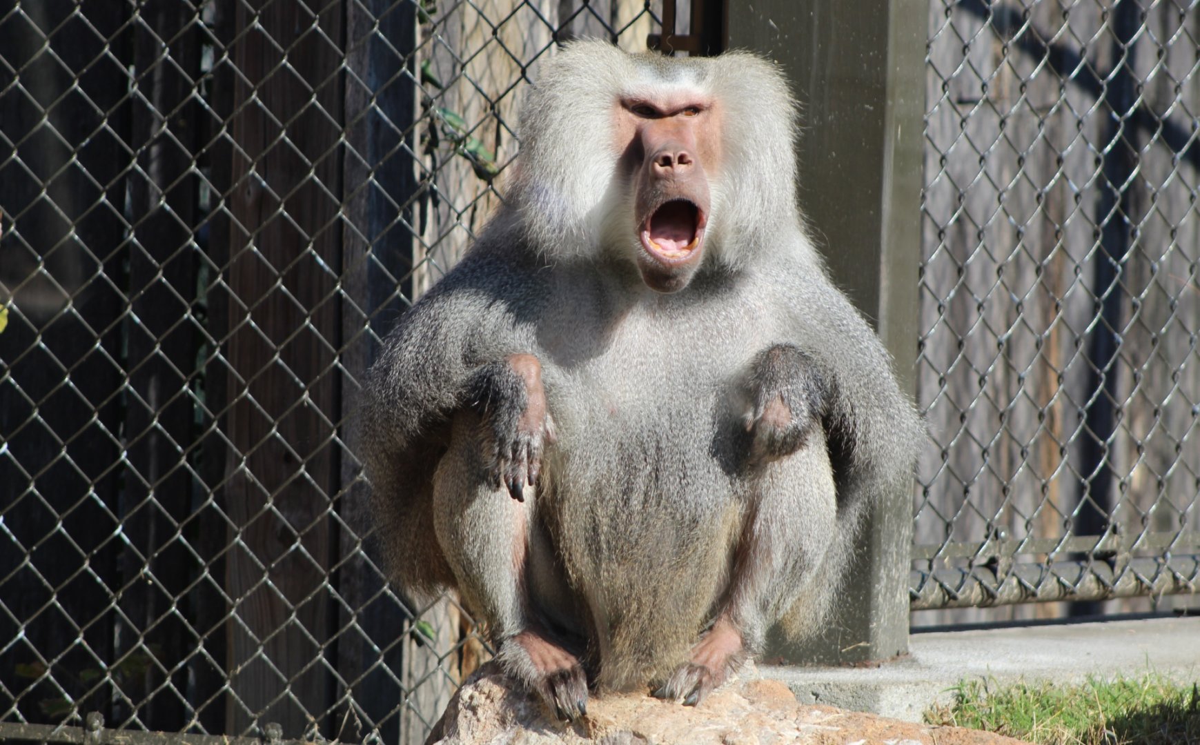 Hamadryas Baboon