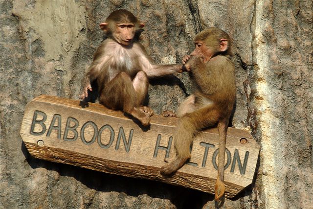Hamadryas Baboon