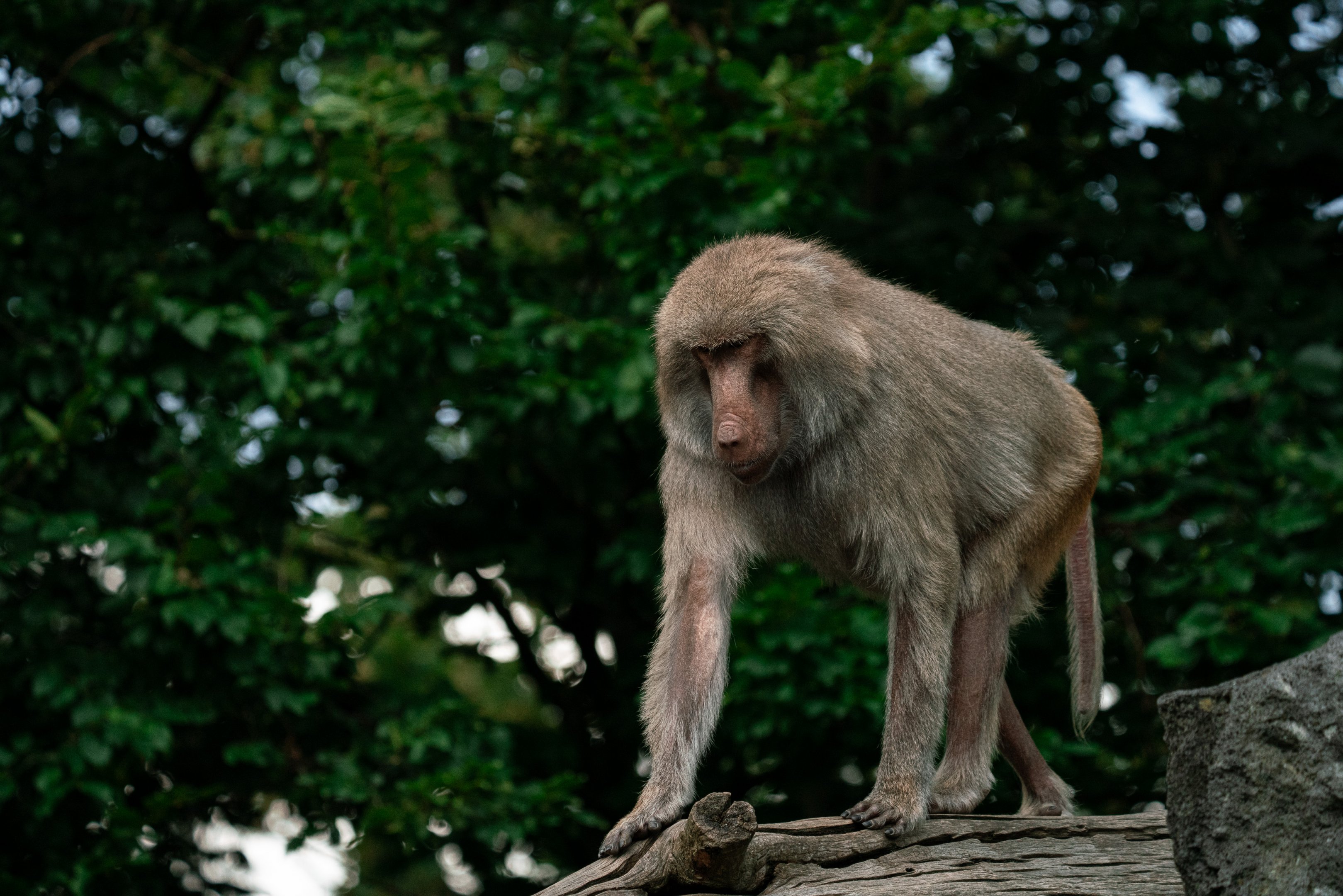 Hamadryas baboon
