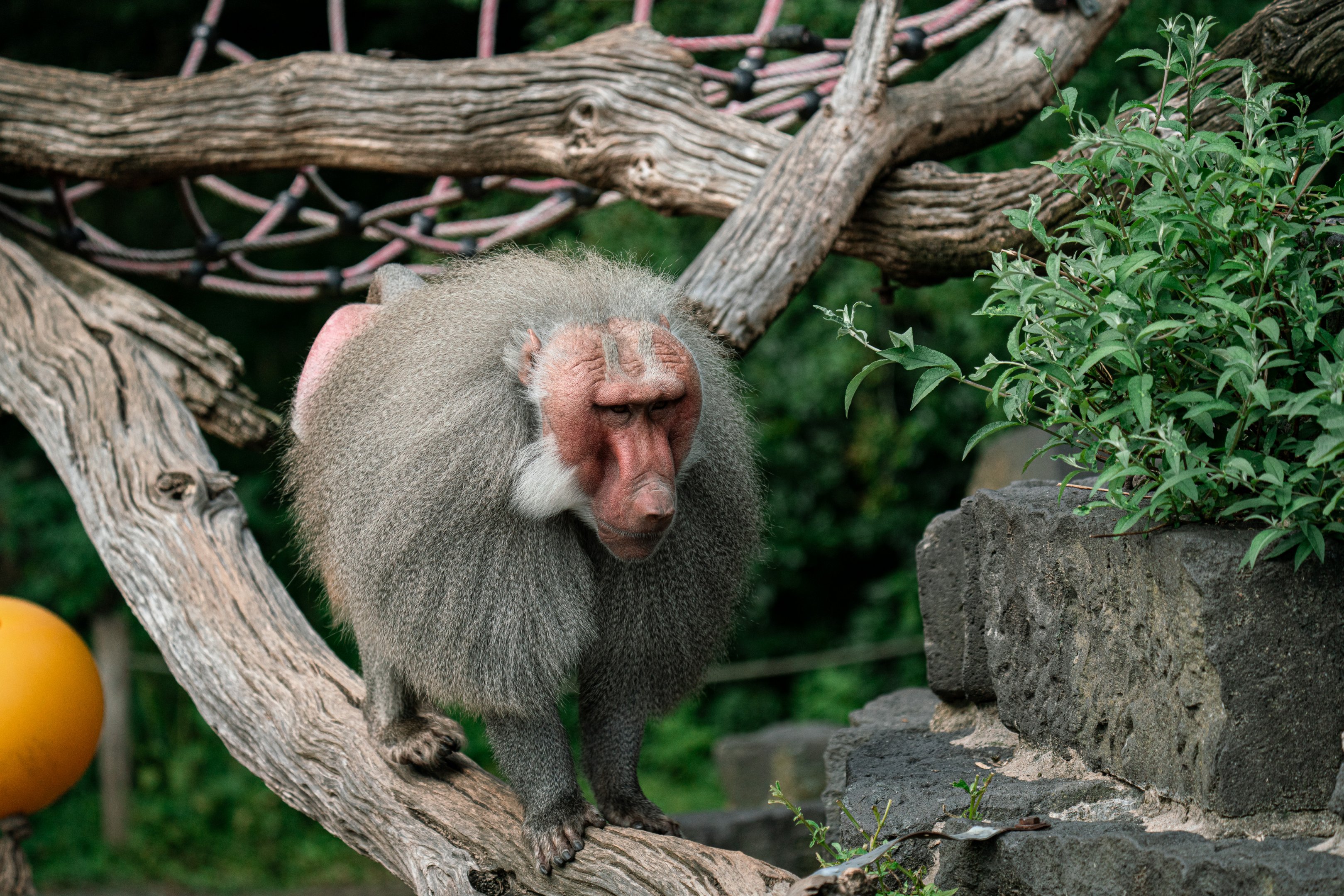 Hamadryas baboon