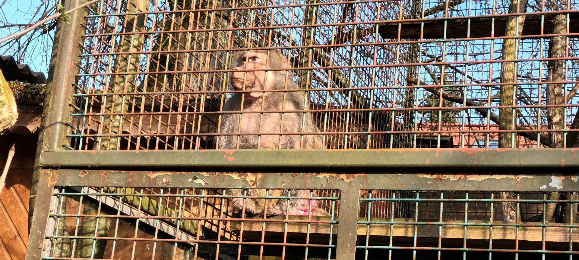 Hamadryas Baboon