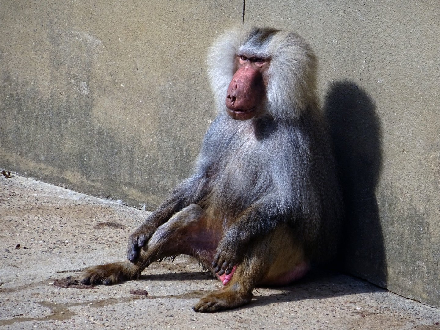 Hamadryas Baboon