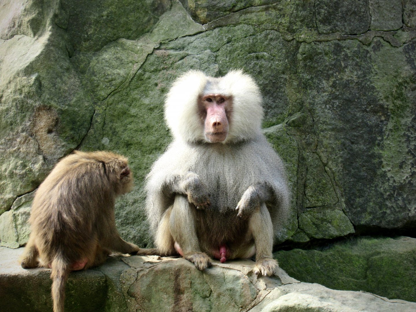 Hamadryas baboon