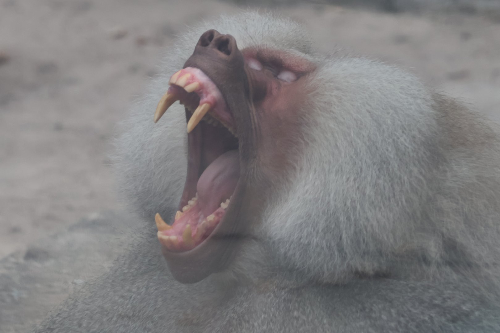Hamadryas Baboon