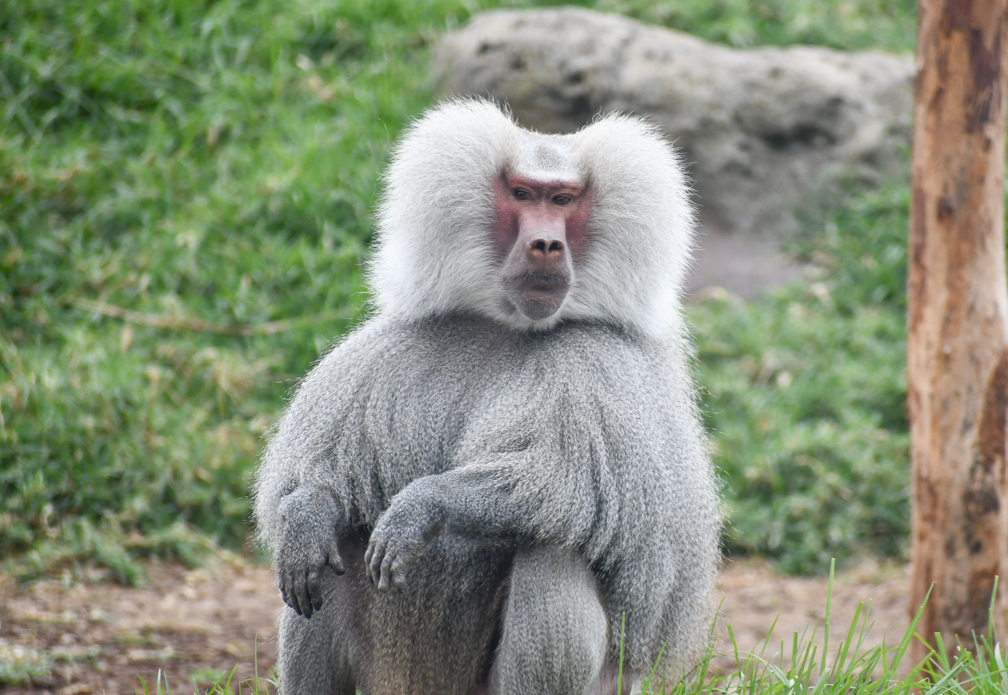 Hamadryas Baboon