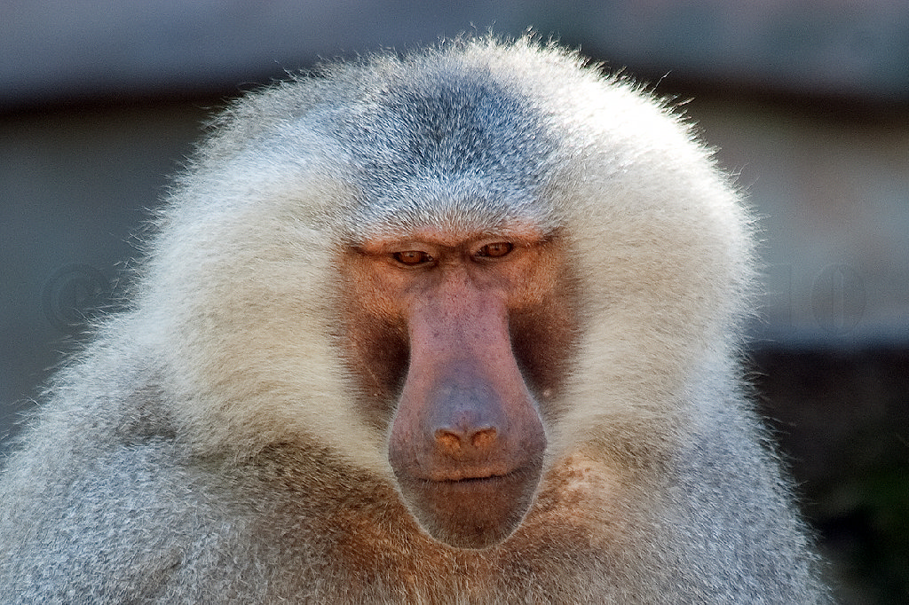 Hamadryas Baboon