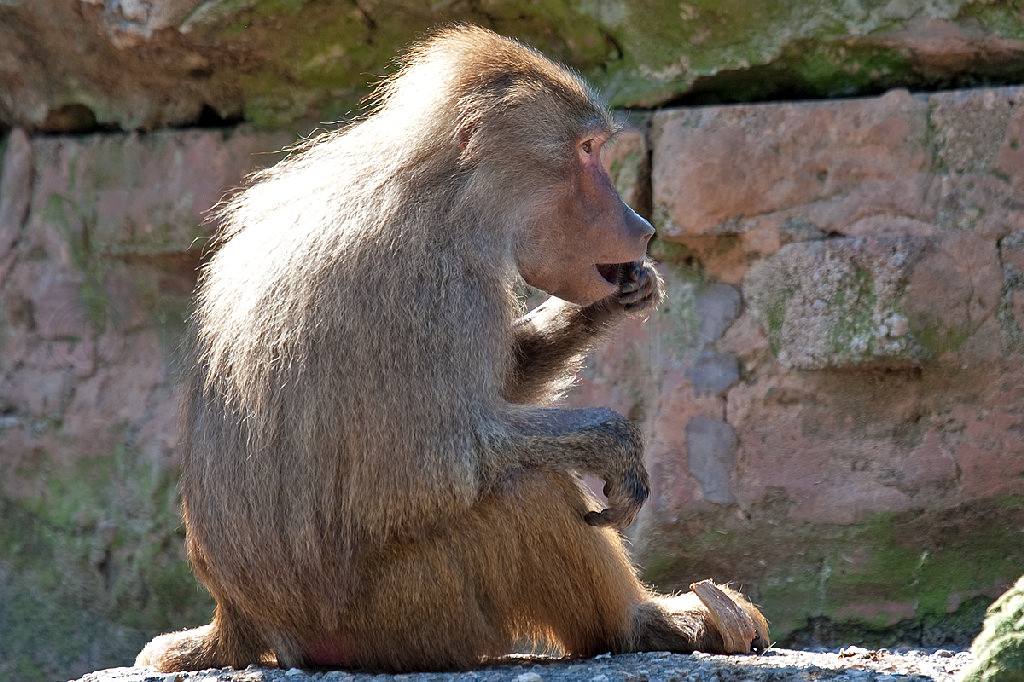 Hamadryas Baboon