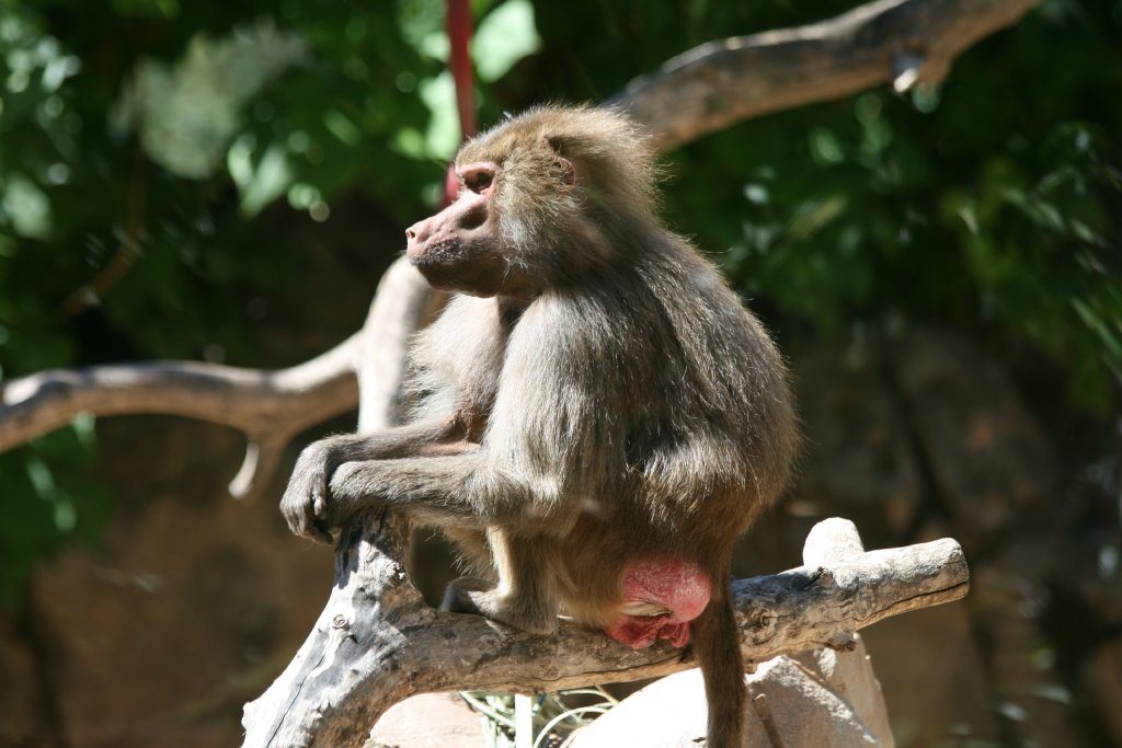 Hamadryas Baboon