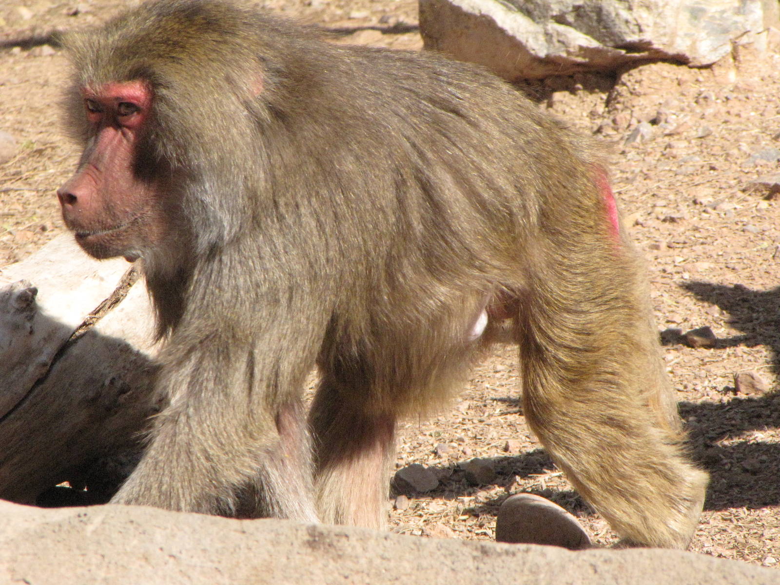 Hamadryas Baboon